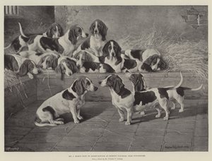 La manada de Basset-Hounds del Sr. J Moss en Bishops Waltham, cerca de Winchester